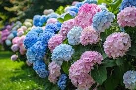 Donnez le nom usuel, le nom botanique et la famille de cette plante :