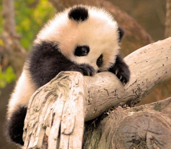 Vrai ou faux : Les pandas sont en voie d'extinction.