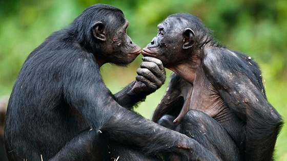Comment les Bonobos résolvent-ils les conflits ?
