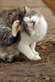 Certains disent que quand un chat se gratte l’oreille, c’est...