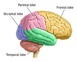 Le corps calleux assure le transfert d'informations entre les deux hémisphères cérébraux et ainsi leur coordination ?