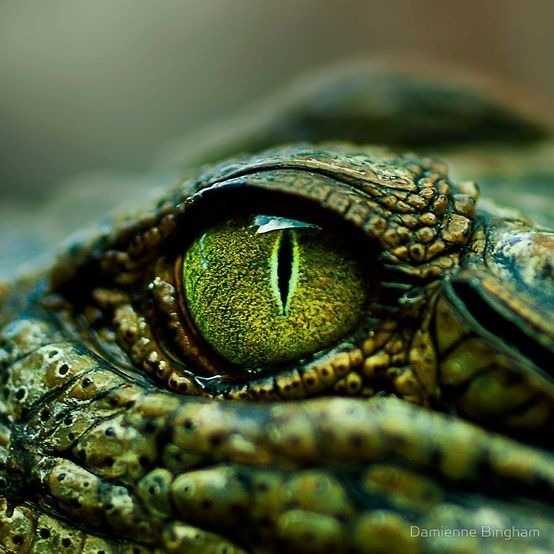 Ces yeux sont ceux d'un anaconda d'Afrique !