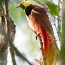 De quel pays le Paradisier de Raggui est-il l’oiseau national ?