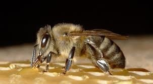 Comment s'appelle le mâle de l'abeille ?