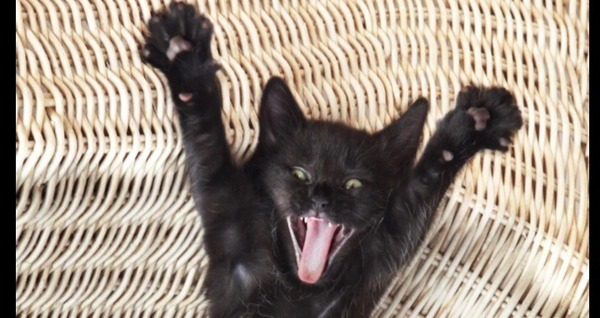 Une superstition sur les chats noirs ?