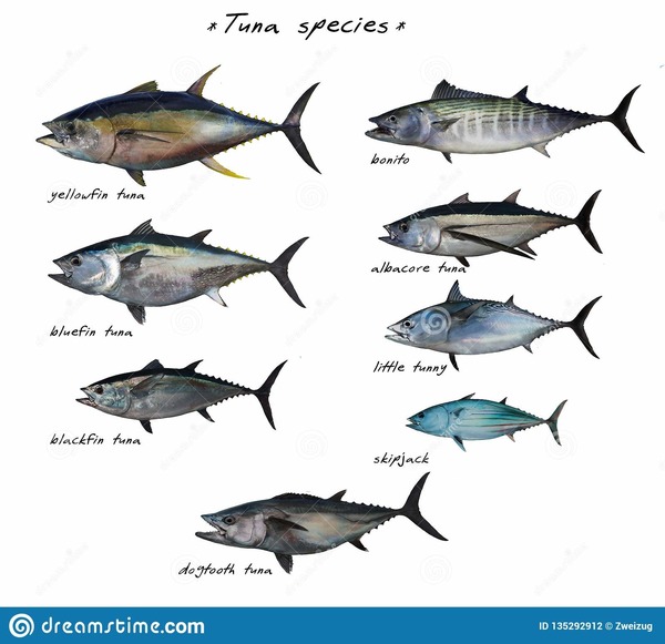 Combien existe t-il d'espèces de thons ?