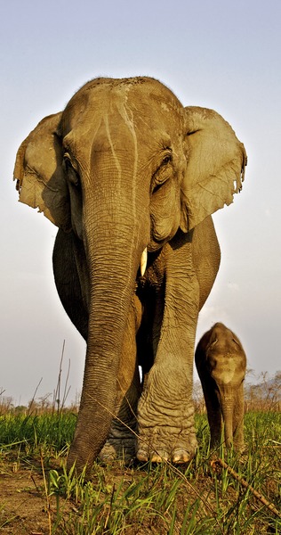Combien de poids peut atteindre un éléphant d'Afrique ?