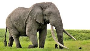 Combien de pied(s) l'éléphant peut-il lever en même temps ?
