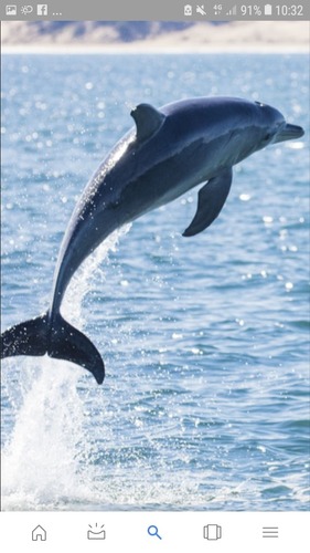 Quand le dauphin est entièrement sorti du ventre de sa mère, est-ce qu'il sait déjà nager ?