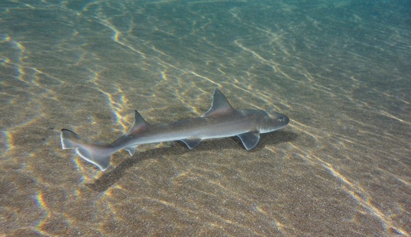 Comment est nommé un bébé requin juste libéré dans l’eau ?