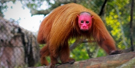 Comment s'appelle ce singe d'Amérique du Sud au visage rubicond ?