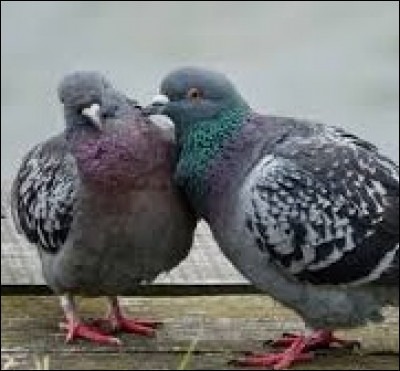 Le pigeon est plus fidèle que l'homme !