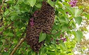 Comment appelle-t-on un rassemblement important d'abeilles ?
