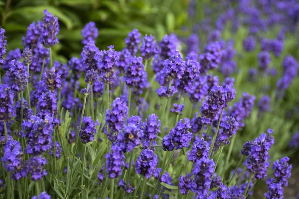 Quel est le nom de cette plante caractéristique du Midi, à fleurs violettes disposées en épis ?