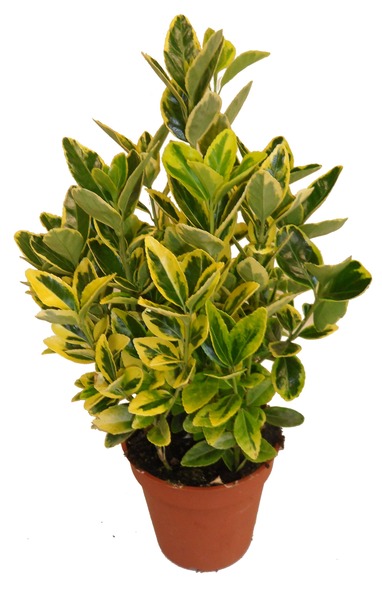 Donnez le nom usuel et le nom botanique de cette plante ?