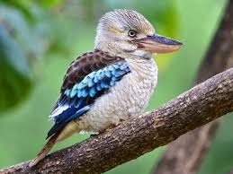 Pourquoi les aborigènes du sud-est de l’Australie appellent le martin-chasseur à ailes bleues « kookaburra » ?