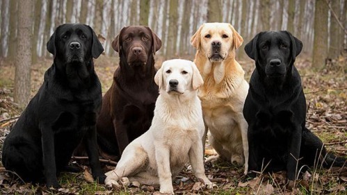 Le labrador est la race de chien la plus populaire en France