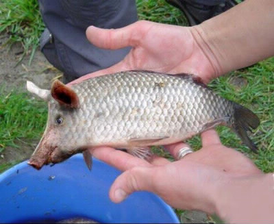 Qui connait ce poisson bizarre ?