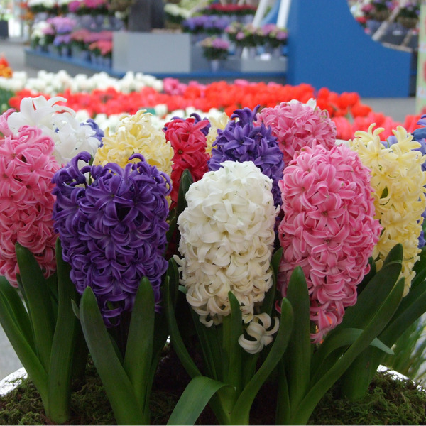 Donnez le nom usuel, le nom botanique et la famille de cette fleur :