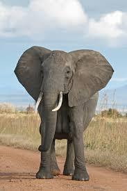 L'éléphant d'Afrique est plus grand que celui d'Asie.