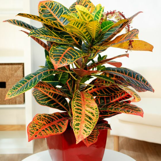 Donnez le nom usuel de cette plante :