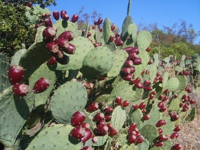 Le figuier de Barbarie est une variété de cactus comestible.