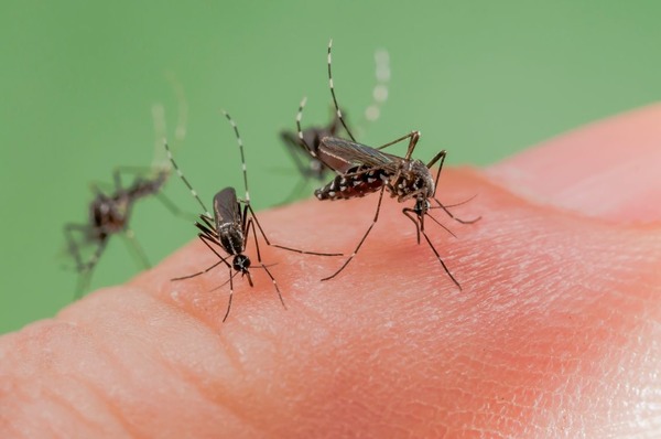 Quels moustiques en particulier piquent les humains ?