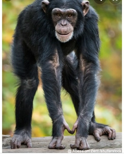 Comment s'expriment les chimpanzés ?