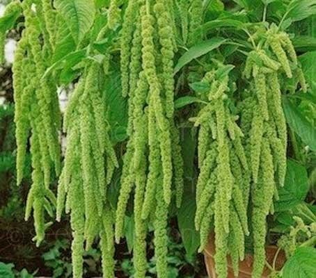 Donner le nom botanique de cette fleur ?
