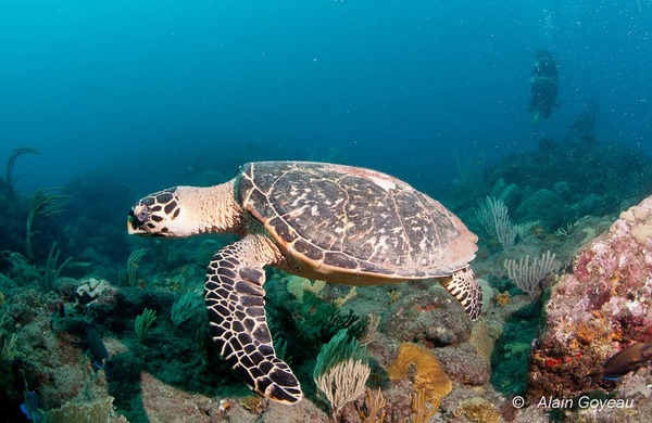 Que font les tortues marines pour se protéger les yeux des grains de sable ?