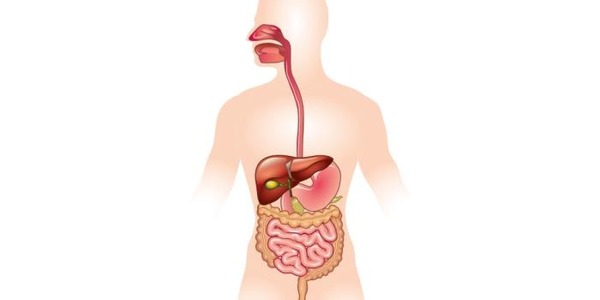 Qual o nome do conjunto de órgãos que é responsável pela digestão e transformação do alimento em nosso corpo ?