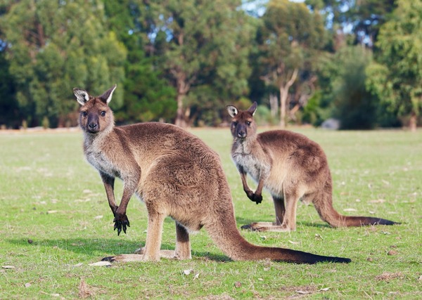 A quelle lignée animale appartiennent les koalas et les kangourous, animaux emblématiques du pays ?