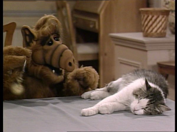 Quel sentiment Alf éprouve-t-il pour les chats ?