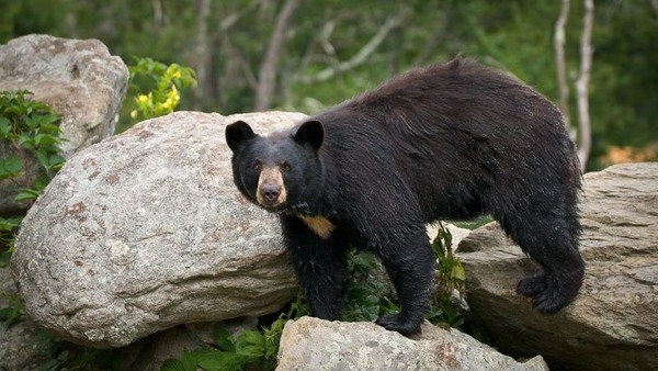 Comment agir face à un ours noir qui s’approche trop de vous ?