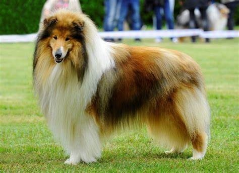 Lassie est une ....