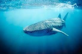 Seul membre du genre Rhincodon, quel animal est le requin-baleine ?