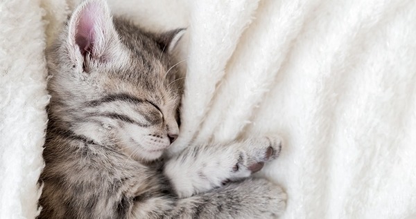 Combien de temps un chat passe-t-il à dormir dans sa vie ?