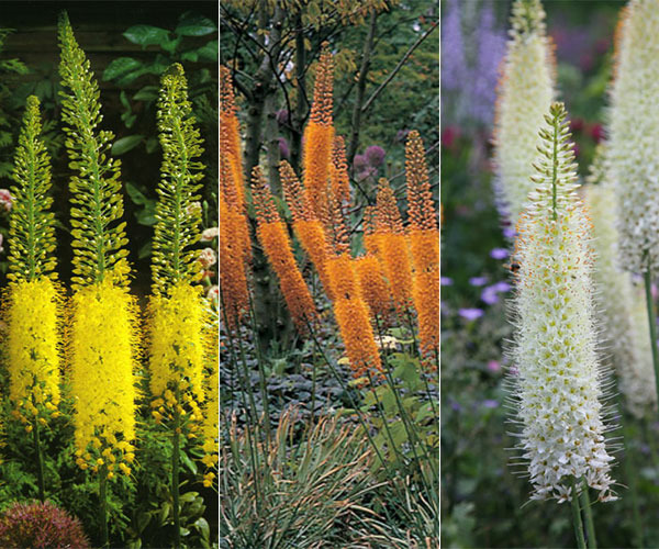 Donnez le nom usuel de cette fleur :