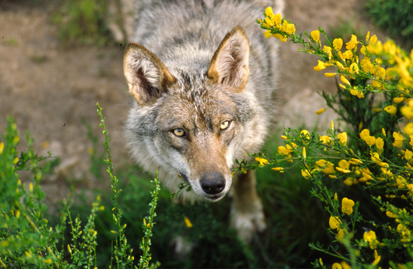 Le loup...(Canis lupus arctos)