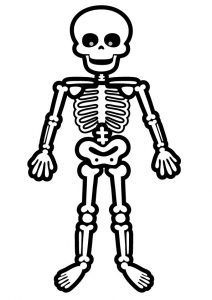 Quantos ossos é constituído o esqueleto humano ?