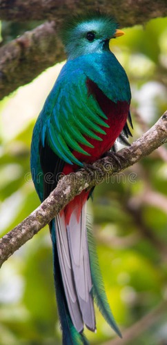 Tropikalny ptak żyjący w chronionych lasach tropikalnych to ...