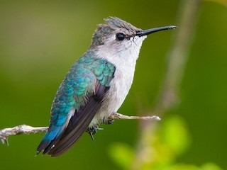 Le Colibri d'Elena pèse moins lourd qu'une pièce de 1 euro.