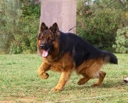 La race de chien Berger allemand est originaire de quel pays ?