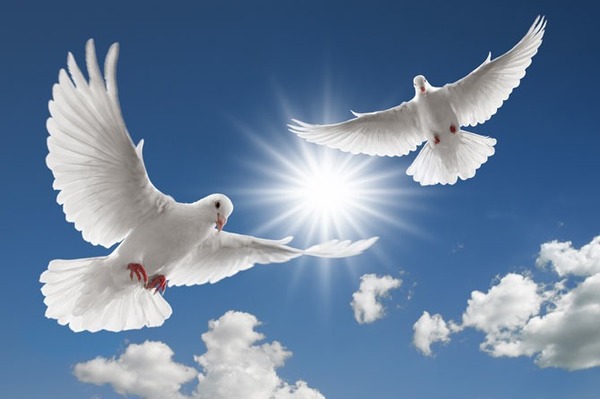 Dans la symbolique occidentale, la colombe est associée au Saint-Esprit dans les œuvres d'art inspirée par le christianisme, l'amour et à la paix. Je suis...