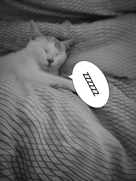 Ile kot śpi?