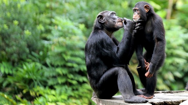 Juste qu'à quel âge vit un chimpanzé en milieu naturel ?