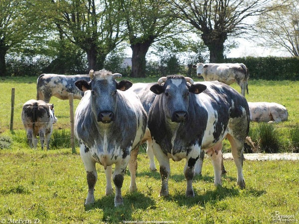 Cette vache de couleur gris-bleu est de race :