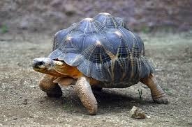 De quoi est constituée la carapace des tortues ?