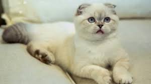 Comment s'appelle le chat de Taylor Swift ?