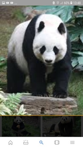 Est-ce qu'un panda peut mesurer 1m80 ?